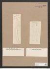 Rhoicosigma arcticum Cleve (de-Toni-Nr.: Genus 15, Species 1135) Zeichnungen Sammlung Grunow Nr. 2232 (NHMW-BOT-W0369323)
